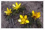Tasman Buttercups * 1151 x 743 * (972KB)
